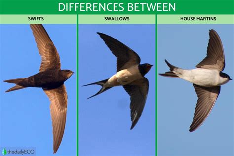 purple martin vs barn swallow|barn swallow vs chimney swift.